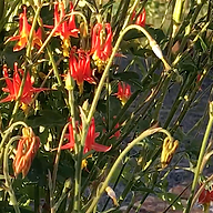 Western columbine (2).png