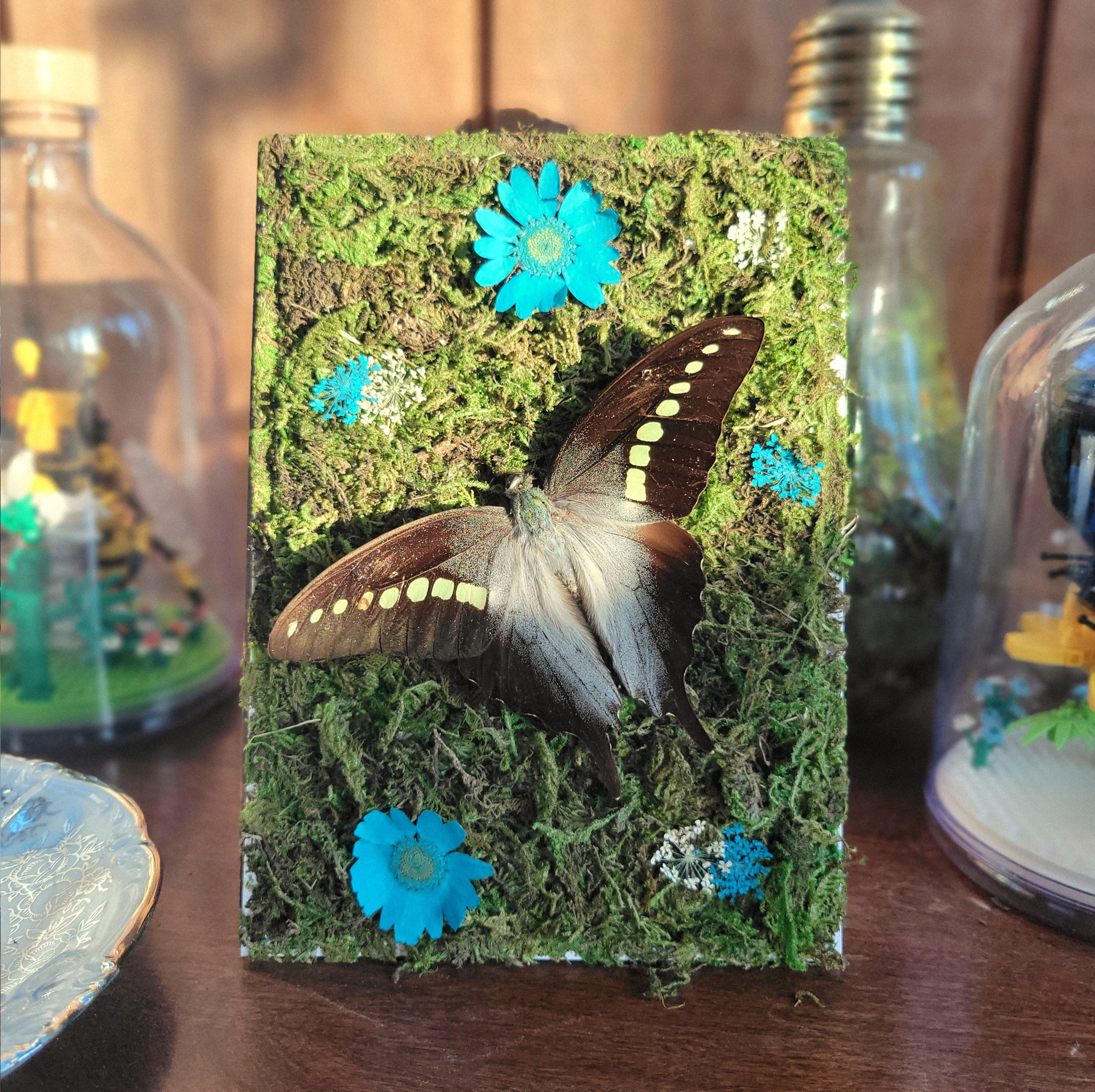 Photograph of an Olive Triangle butterfly set on a moss background surround by blue and white flowers.