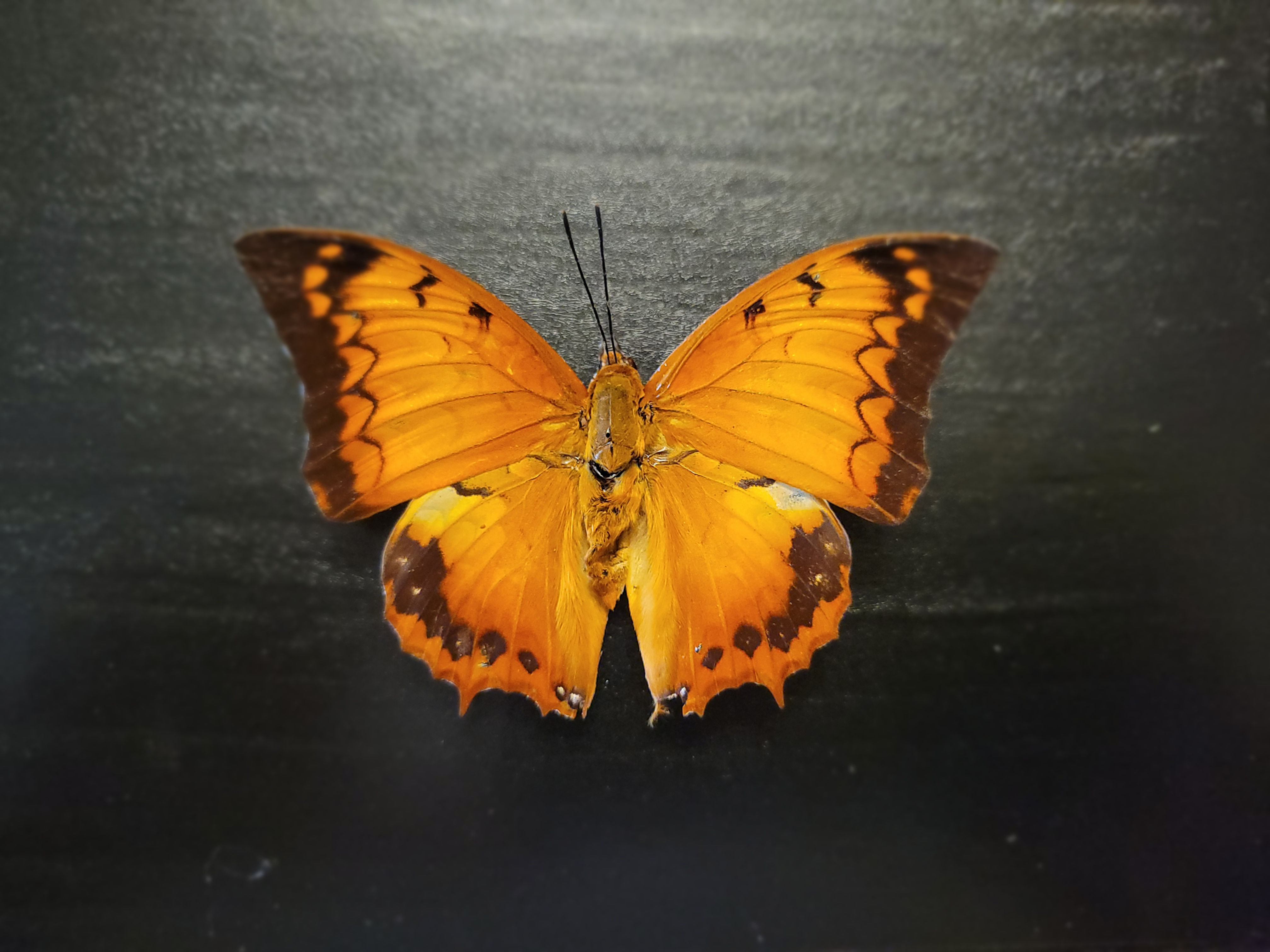 Tawny Rajah