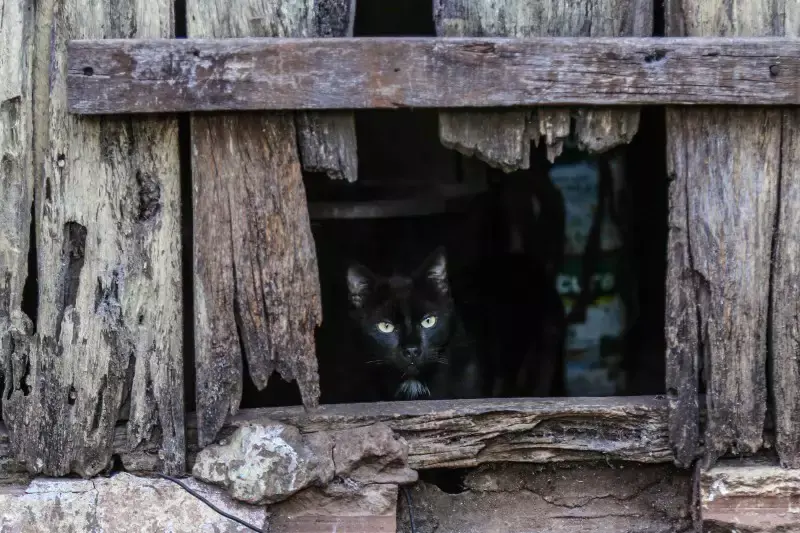 Bruxa da Sapolândia, o livro que revisita lenda urbana de Campo Grande