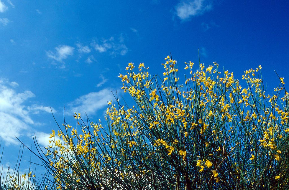 a bright blue sky with a few clouds behind a cluster of yellow flowers