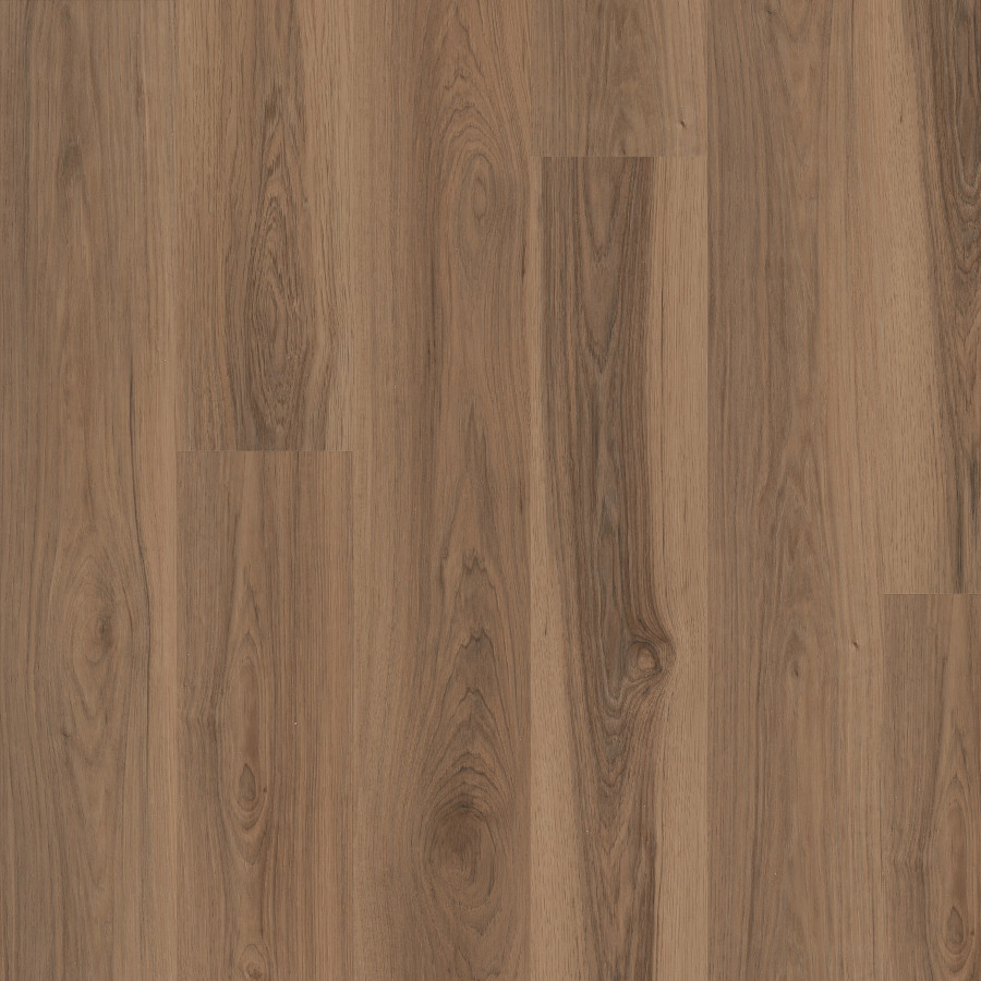 Sparrow Hickory