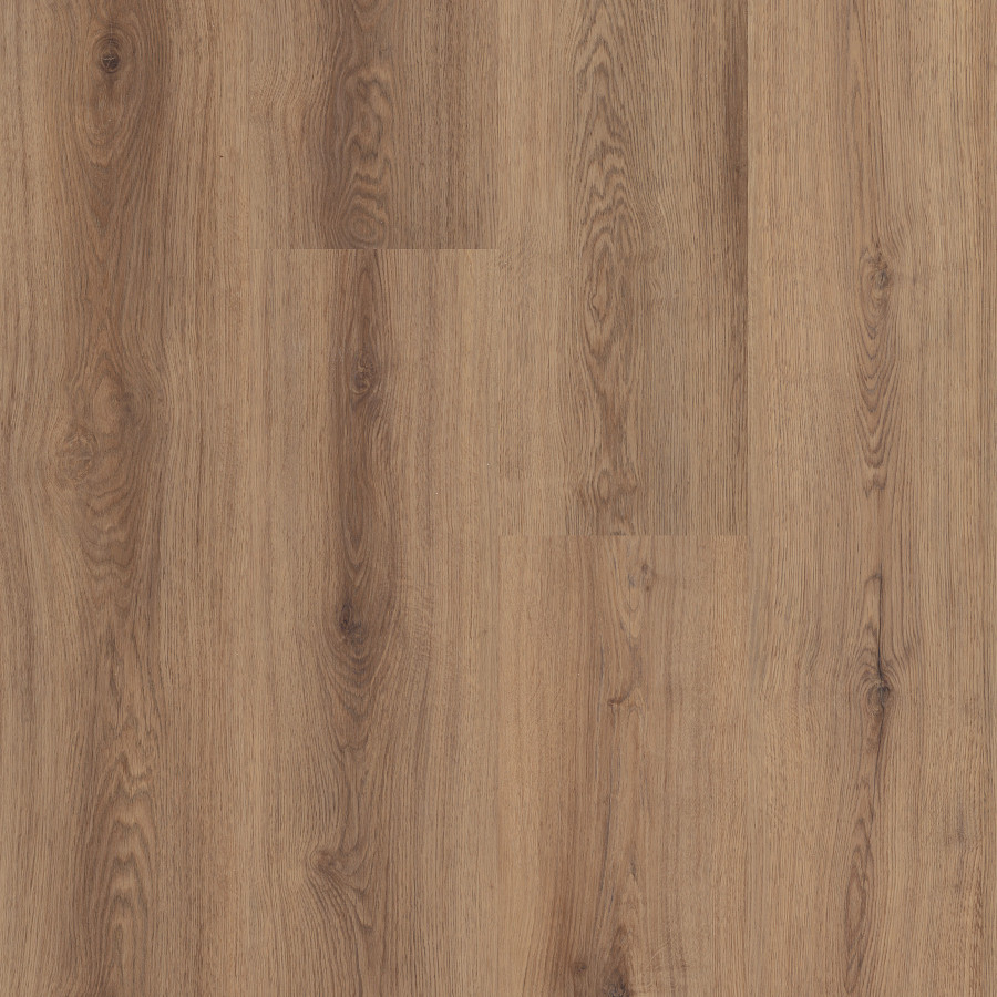 Coffee Oak