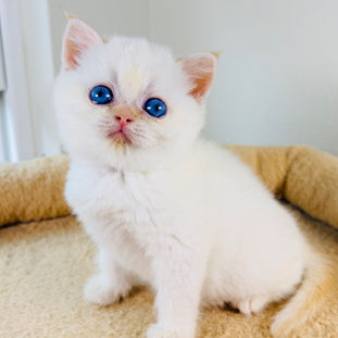 british shorthair blue eyes for adoption near me 