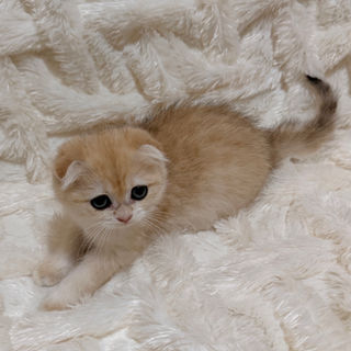 Golden Scottish Fold male kitten with folded ears in Austin, Dallas, Houston, San Antonio area