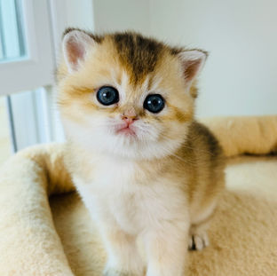 british shorthair golden chinchilla for sale near me 