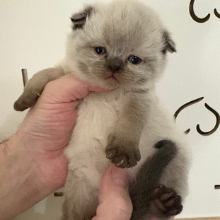 seal point cat kitten for adoption near me