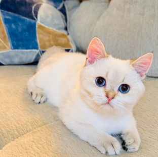 BRITISH SHORTHAIR FOR SALE NEAR ME