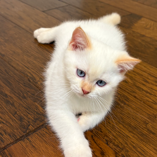 scottish straight british shorthair blue eyes