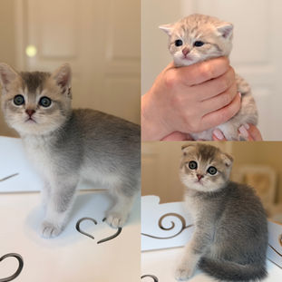 Blue Scottish Fold kitten with delivery available to San Francisco Bay Area
