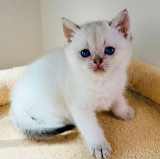 scottish fold scottish straight british shorthair exotic persian maine coons kittens bengal kittens near me for adoption