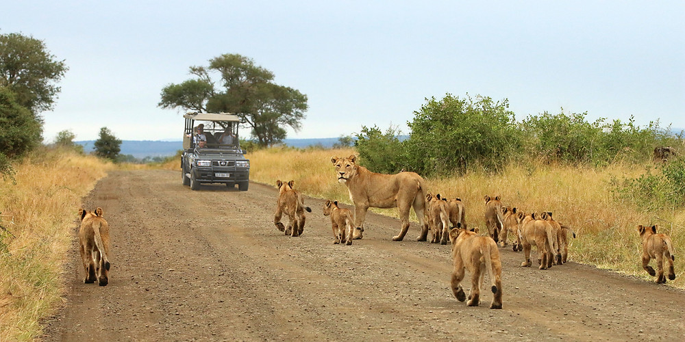 Kruger National Park Game Rives