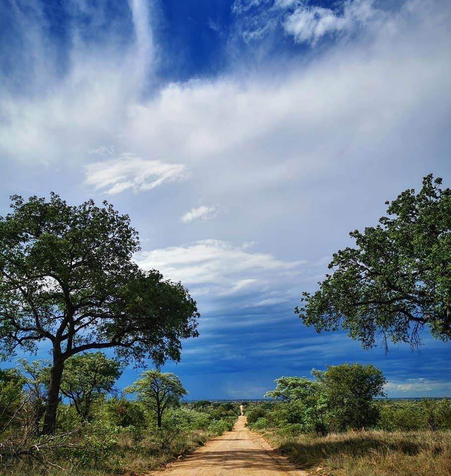 Landscape of the Kruger National Park