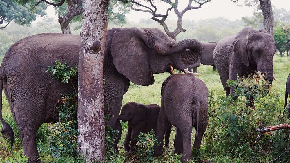 Elephant Sighting in the Kruger National Park