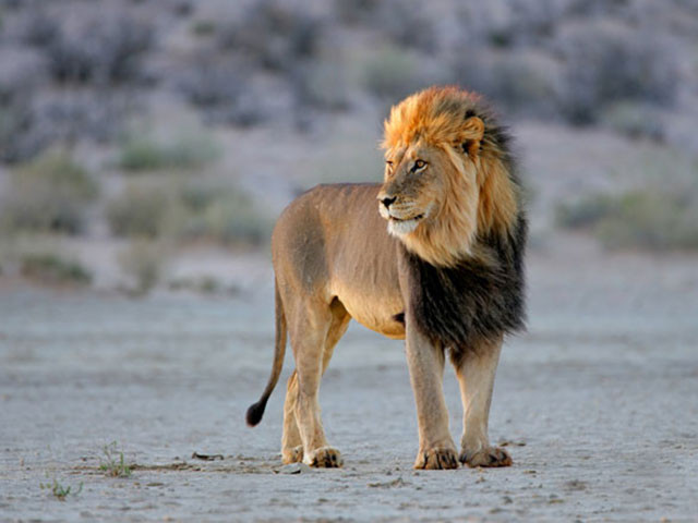 Lion Sighting in the Kgalagadi National Park