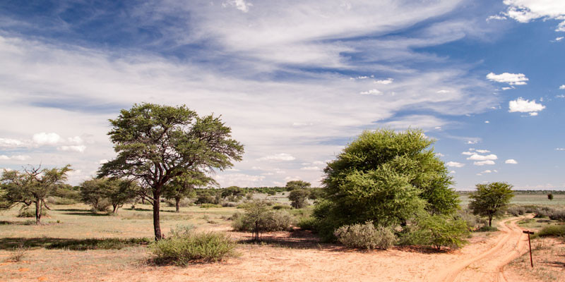 Vegetation of the Kgalagadi National Park