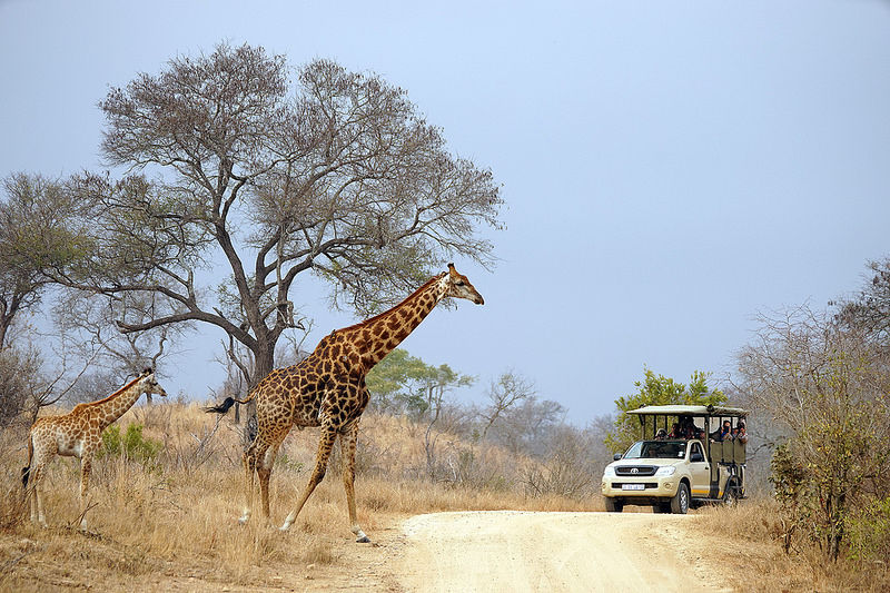 Game Drives Kruger National Park Safaris