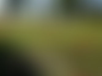 יער שוקדה – עוטף עזה.