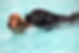 swimming dogs.jpg