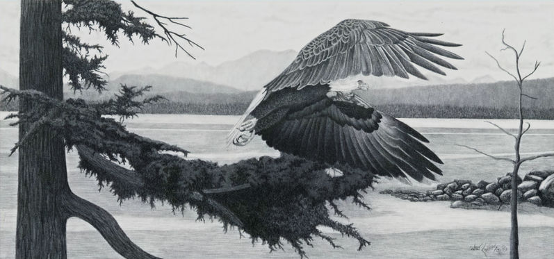 Print of an eagle taking flight from a tree
