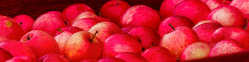 Cider Apples