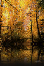 Vibrant golden autumn trees reflect perfectly.