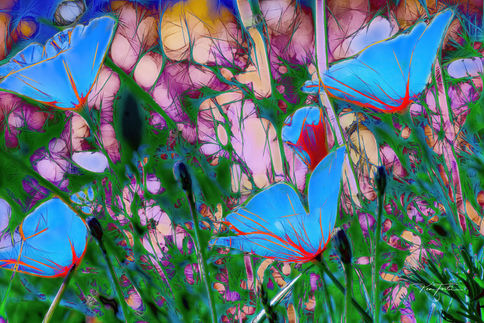 Black Holes in Faerie