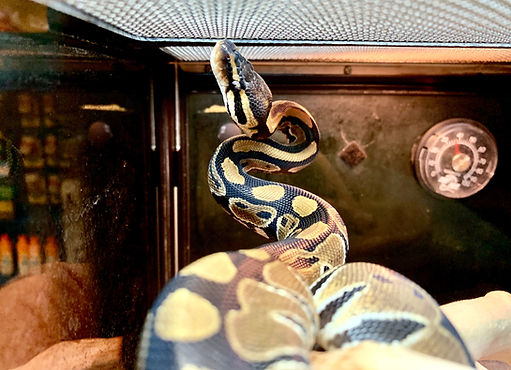 Ball python snake looking up.jpg