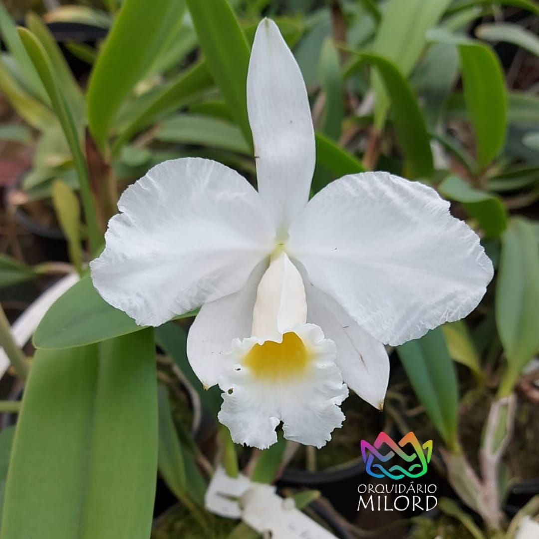 Lc Ericoi alba x Cat lueddemanniana alba - MLD409