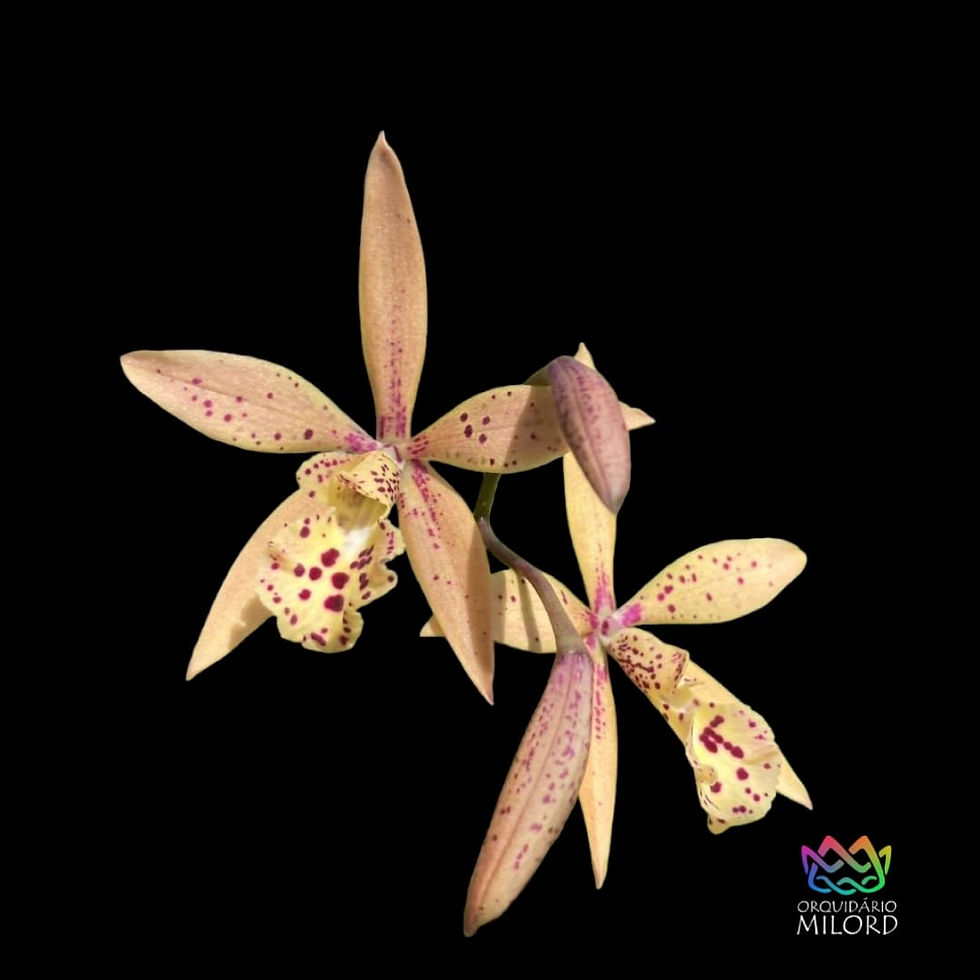 Thumbnail: Encyleyvola Alpha Little Sunshine