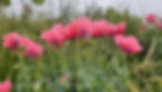 poppies
