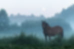 Free-roaming horse in a natural landscape, symbolizing freedom, strength, and grace.