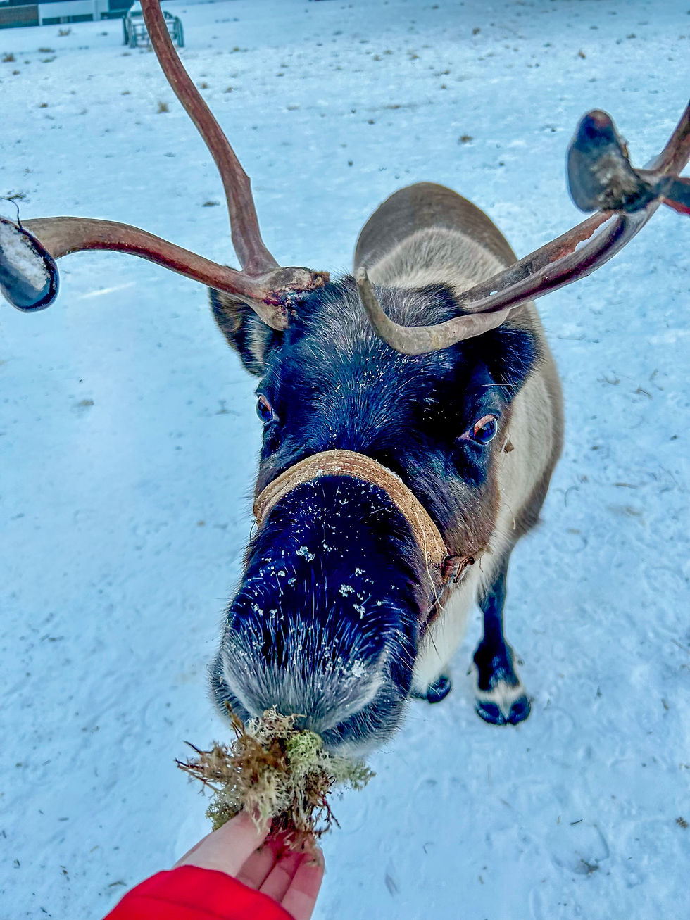 Feeding reindeer in Lapland, northern Sweden during winter