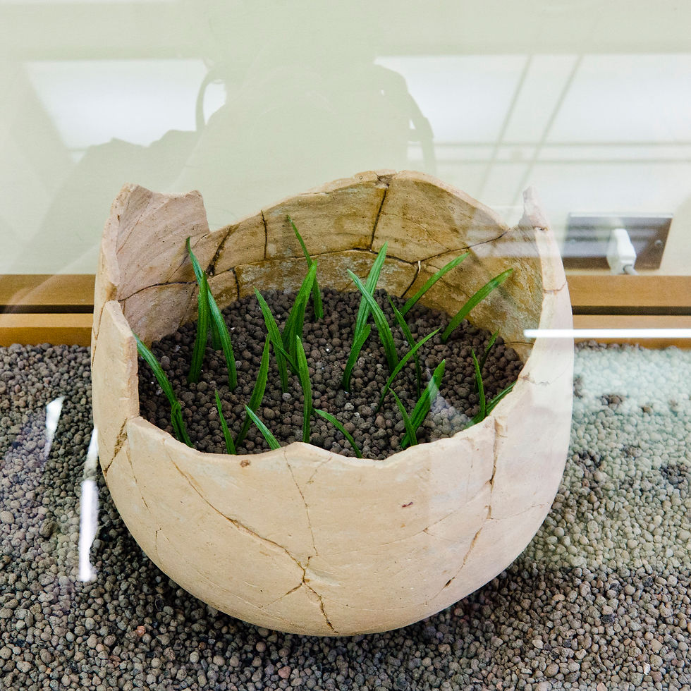 Cracked clay pot with green sprouts on brown pebbles in a glass display. Reflective glass surface, earthy colors, calm and natural setting.