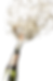 explosion-splashing-champagne-sparkling-wine-black.png