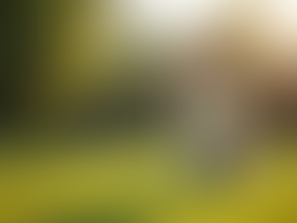 Why Professional Dog Training Matters