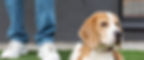 beagle-0b5832dc.jpeg