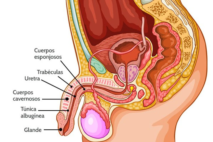 "¡¿Hay 3 hoyos ahí abajo ?!" Anatomía sexual 101