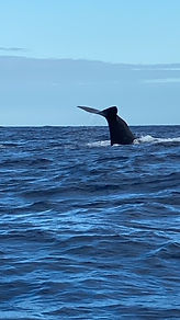 spermwhale wildlife fluke Verdugo Travel
