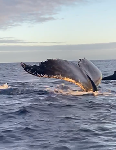 wildlife humbpack whale ocean fluke Verdugo Travel