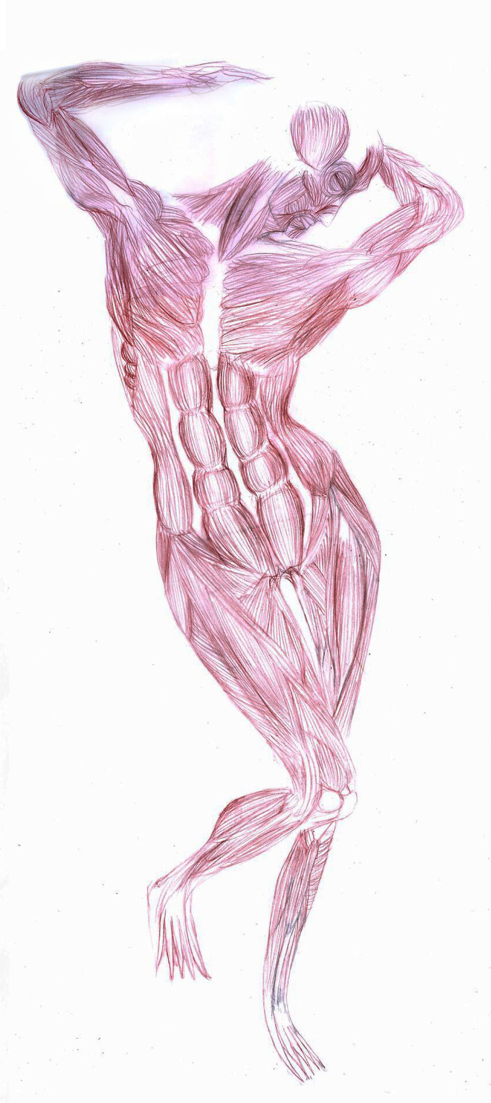 Musculature