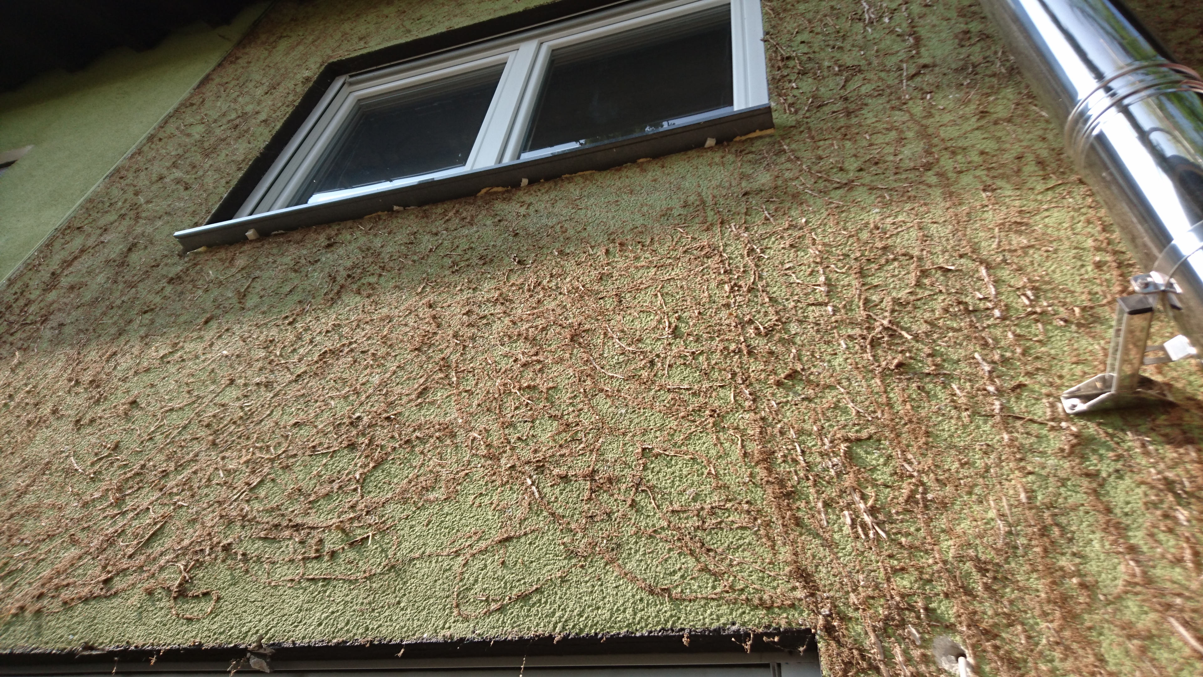 Efeureste an Fassade