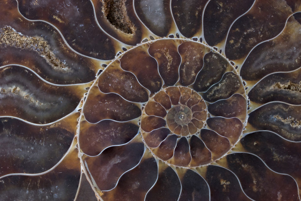 TESSOUAT - INSIDE OF SHELL - GOLDEN RATIO