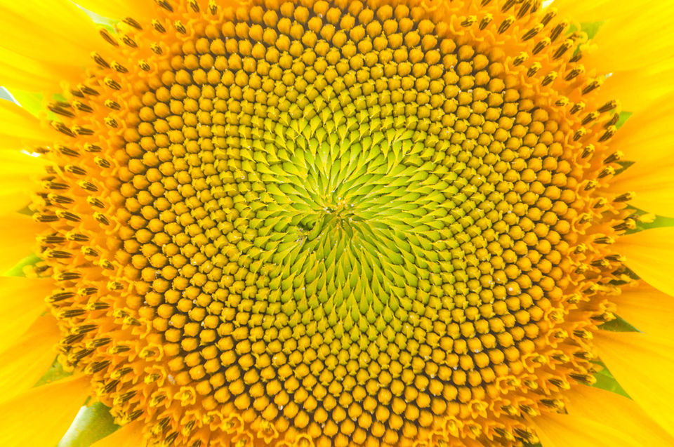 TESSOUAT - FLOWER - GOLDEN RATIO