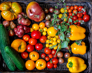frisches Gemüse aus dem eigenen Garten