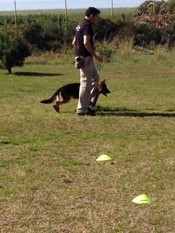 athoscaneducacioncanina (6)