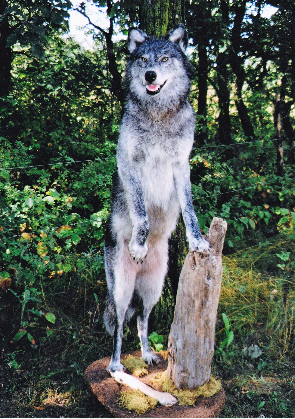 timber wolf