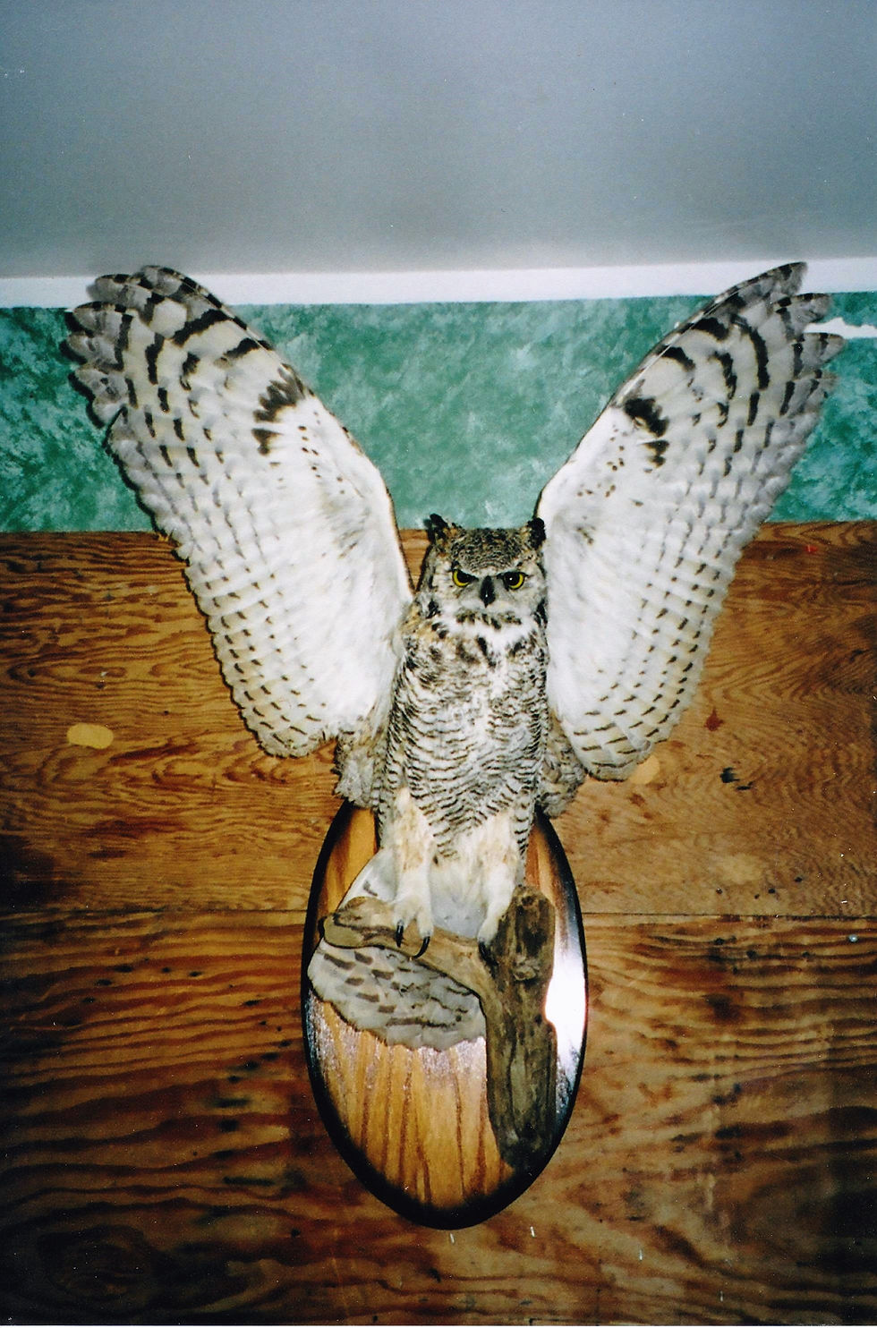 great horned owl