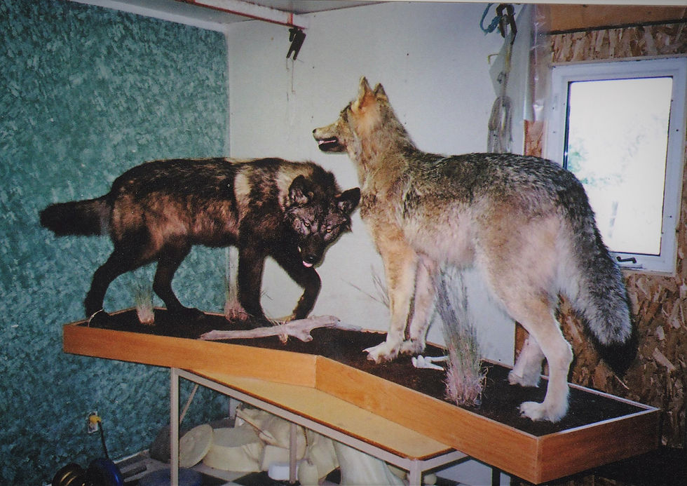 wolves