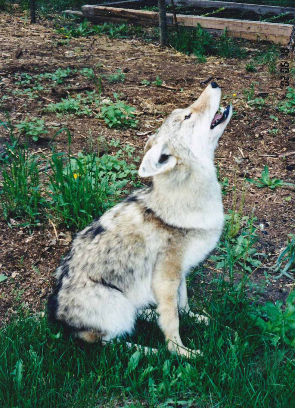 coyote sitting